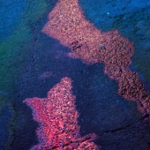 나의 가역 반응 [12 Inch EP] [45 rpm Edition] [Clear Purple Vinyl] [2017 Seoul Record Fair Limited Edition] [Sealed Copy]